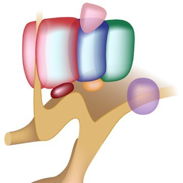 hypothalamicPVN's profile picture. that's the look!
that's the look!
the look of love!