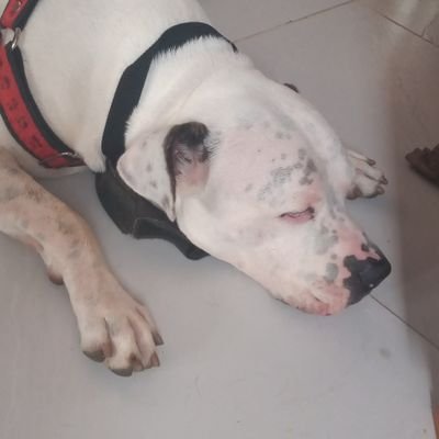 - Vamos a hablar con la verdad!🧐
-Amante del buen café. ☕
-Administrador de empresas 📈
-Marvelista 🕷️
-Animalista🐶