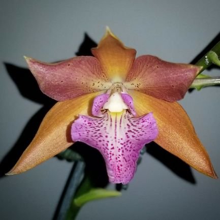 Creator of the intergeneric orchid hybrid Suara. Coerulea orchid hybridizer. NightCafe AI