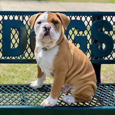 Full Name: Russell the Champ
Official Mascot of Flagler Palm Coast High School
Born: 12.31.20
