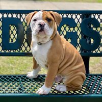 Champ (@champ_fpc) 's Twitter Profile Photo Champ (@champ_fpc) 's Twitter Profile Photo