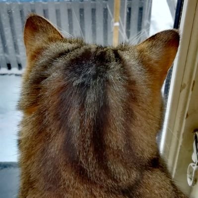 Plommonfelt's profile image