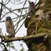 Bird watching LINDUS (@birdinglindus) Twitter profile photo Bird watching LINDUS (@birdinglindus) Twitter profile photo
