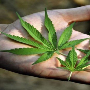 HashMorroco's profile picture. canabis morroc
hash morroco