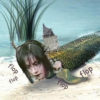 tiktaalik toshiaeさんのプロフィール画像