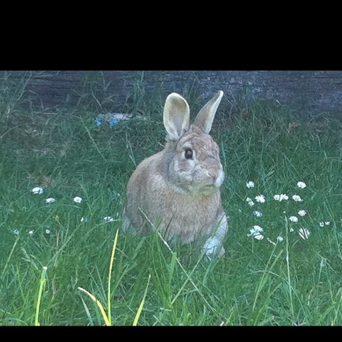 happierrabbits's profile picture. Helping to improve the lives of rabbits everywhere.