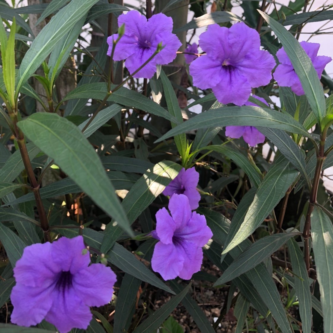 arsvans's profile picture. Back from the dead just to make sure that world is still sane 🤒