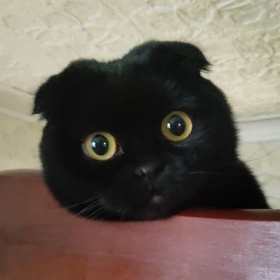 Dead_by_meow's profile picture. 🌈