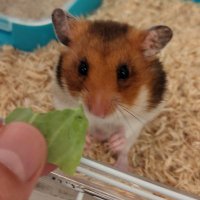 システムエンジニア・おもち (@edkf5zwvdmlpp7o) 's Twitter Profile