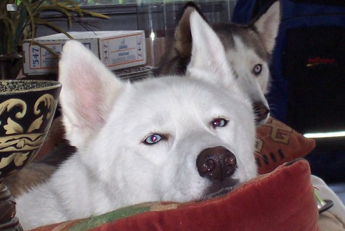 I help the South Florida Siberian Huskies in need good homes we educate the general community all about the Siberian Husky. See video at http://t.co/6g2JsKi2