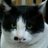 MasayukiNii's profile image
