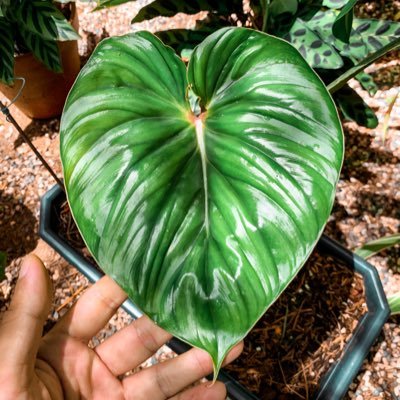 Malaysia's plant lovers community