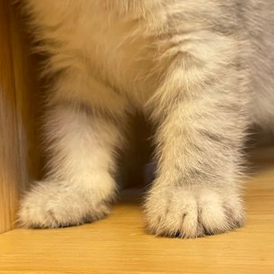 Book_ppw's profile picture. meowwwww