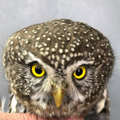 NorthernBirder's profile picture. Biologist. Owls are my jam. Chasing the last old growth boreal forests while I still can. Trained and authorized to handle and band birds for science.