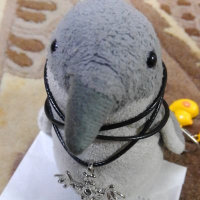 piyoofpiyo's profile picture. フェリシモ生まれのハネジロペンギンの｢ぴよぴよ｣です。こう見えて、成鳥です。宜しくお願いします。山羊さんのところでお仕事してます。ぴよ～🐧
寝相悪い子ちゃんと暮らしてます。
おるたなぽっぷろっくばんどのYlSKAのおはなみちゃんと仲良し❤️
バニャニャ🍌が好きです❤️
V配信の時コメント欄にいるペンギン🐧