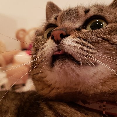 ss4917's profile picture. ほぼ情報収集のためにTwitterしています。
いいねで応援、時々リプさせてください。