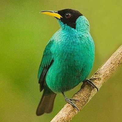 ChiragR22022652's profile picture. 