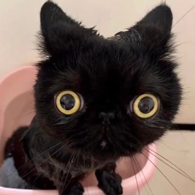 nyaiiさんのプロフィール画像