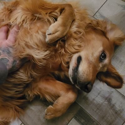 waltergoldson's profile picture. Yes and no