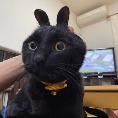 :: Not a cat’s account 🙇 just a random black cat’s lover ::
