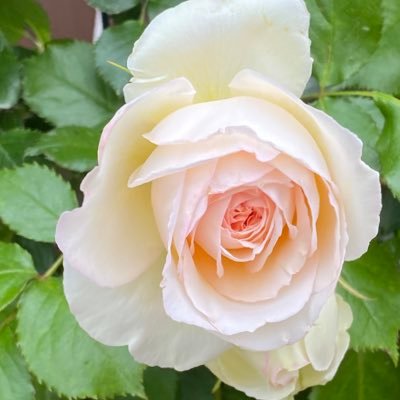 ヤンデレ保存協会会長さんのプロフィール画像