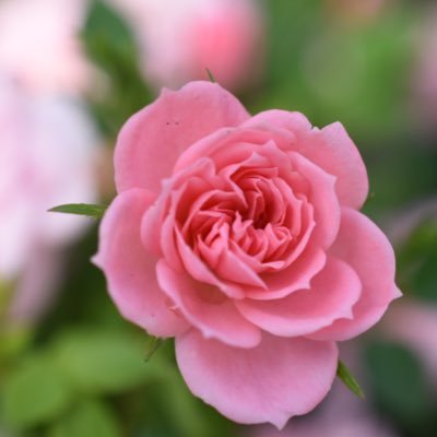 Mimi 採取スキルの追跡者は画面端に黄色いポインターが出て採取できるものがある位置を示してくれます ミミズも対象なので発掘がはかどります デメリットは 木になるベリーは対象外 取りに行けない柵の外側も反応する スターデューバレー Mimi 採取スキルの追跡者は画面端に黄色いポインターが出て採取できるものがある位置を示してくれます ミミズも対象なので発掘がはかどります デメリットは 木になるベリーは対象外 取りに行けない柵の外側も反応する スターデューバレー