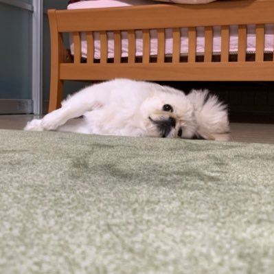 keixw999's profile picture. 社畜ライフ ペキニーズ 好き