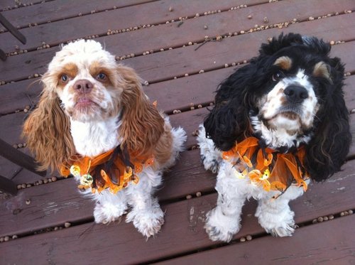 Wife, sister, aunt, chemistry, physics & biology teacher, dog mom (Buster, Bella, Rex, Lola & Tye). Interests: Rally, obedience, grooming, cute puppies. Bouvs!