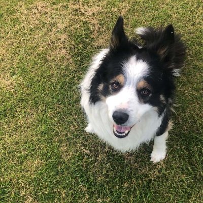 CollieTalking Profile Picture