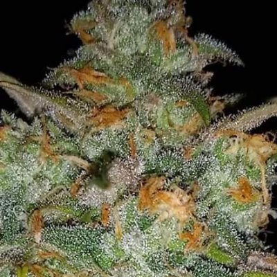 I am a chef, medical marijuana grower, owner @ #silentshadyfarming