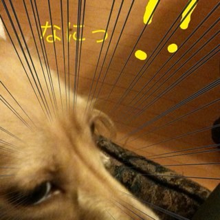 wankitiwanko's profile picture. ボーダーコリー、ミニチュアダックス、猫二匹、アホな旦那一匹飼ってます。
最近は愚痴ばかりですが絡んでやって下さい喜びます