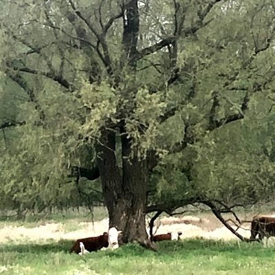 Brabants Landschap Meierij, landgoederen, Groenewoud, rentmeester, cultuurnatuur, Landschapsgeschiedenis RUG. Fijn is geen groot genoeg woord.