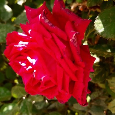 Halit510's profile picture. 