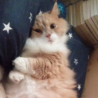 くどりゃふか・こすもさんのプロフィール画像