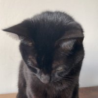 bb (@bblinkalt) 's Twitter Profile