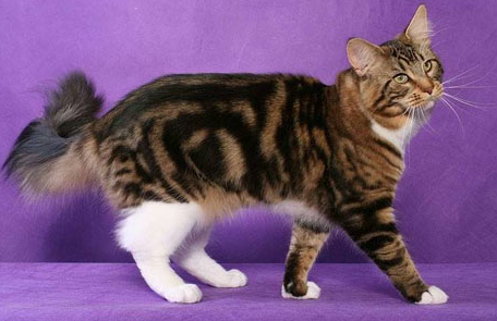 _Whitepoppy's profile picture. Hello Cats, I am Whitepoppy, a warrior of Thunderclan. I was mentored by Smokepelt, a kind-hearted tom (love interest). My RPer is Changeheart of WCRPG