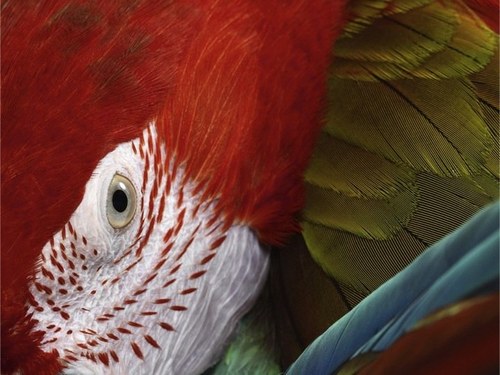 Twitter profile picture for @Macaws
