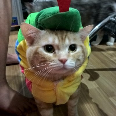 Maytamonさんのプロフィール画像