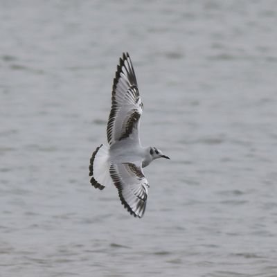 Birds - Nottinghamshire - Mostly Holme Pierrepont