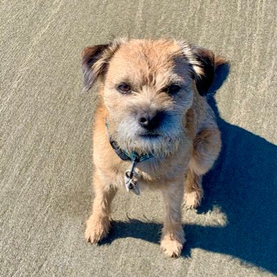 Cheeky Border Terrier 🐾 Born 26 March 2018 🐾 KC Tufterslodge Jethro 🐾 Living my best life in Cornwall 🐾 Catch my adventures here & Insta @burfordtheborder