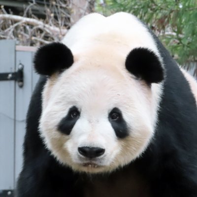 Papa to Xiao Qi Ji @DCPandaCub4, Bei Bei @BeiBeiPanda3, Bao Bao @pinkypanda0823, Tai Shan. Hubs to Mei Xiang @mommyMei98. (Not affiliated w/National Zoo)