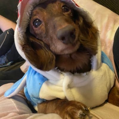 armadillofancyp's profile picture. Progressivism is for lovers 🥰