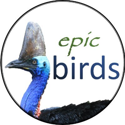 Regular videos of Australian birds, photos/videos my own. See my YouTube Channel for more: https://t.co/WCCwxMapKj