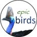 epicbirds (@epicbirds2) Twitter profile photo epicbirds (@epicbirds2) Twitter profile photo