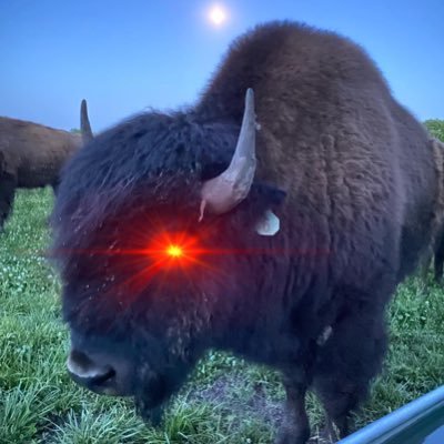 BrodyPerschon's profile picture. Husband | Father | #Bitcoin | Bison Rancher | Retweets/Likes/Follows Do not = Endorsement
