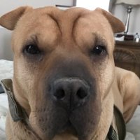 Rescue Dogs Rock, D.C. 🐾🐾🇺🇸 (@dogs_dc) 's Twitter Profile Photo Rescue Dogs Rock, D.C. 🐾🐾🇺🇸 (@dogs_dc) 's Twitter Profile Photo