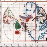 Neuro Every Word (@everyneuroword) 's Twitter Profile