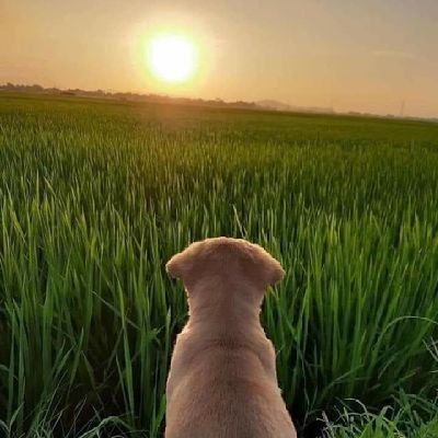 TheVu57347383's profile picture. rất ok