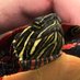 slowly we go (@oldturtle77) Twitter profile photo slowly we go (@oldturtle77) Twitter profile photo