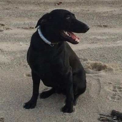 So_IL_Patriot's profile picture. Husband, Dad, Navy Vet, Jeeper, Proud supporter of 2A and Trump. Keep America great🇺🇸! Freedom must be protected and defended. Go Blues and Cardinals!